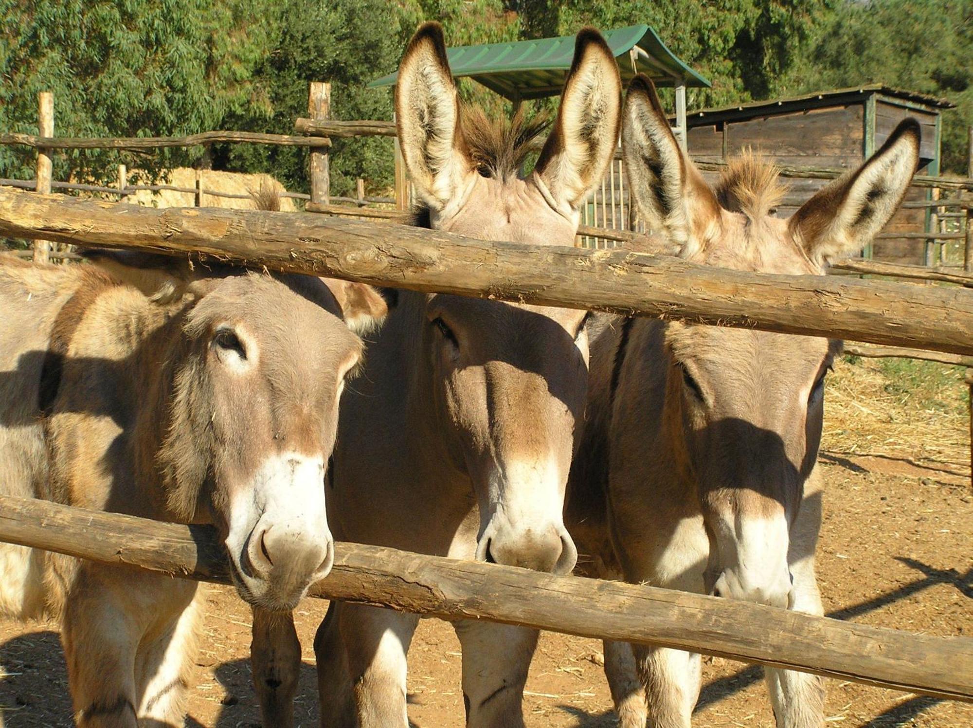 Agriturismo Grazia Orbetello Ngoại thất bức ảnh